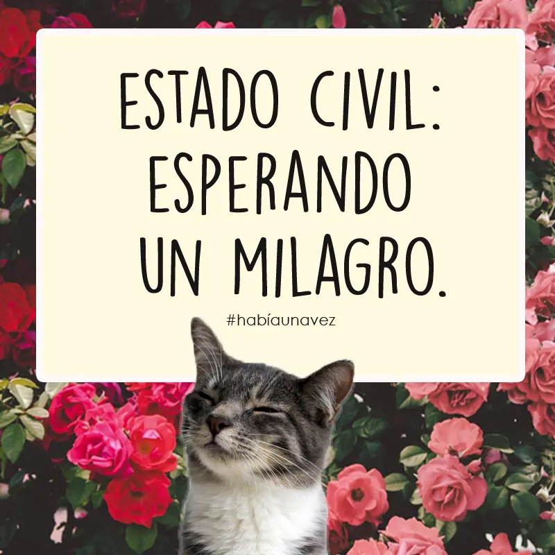 La gata que se cansó de estar esperando al gato!