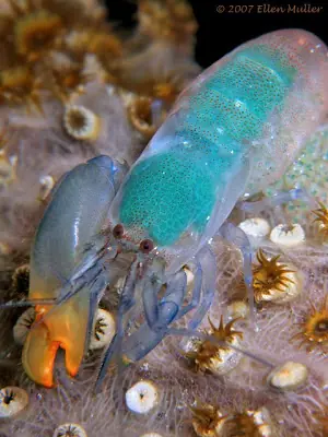 mar