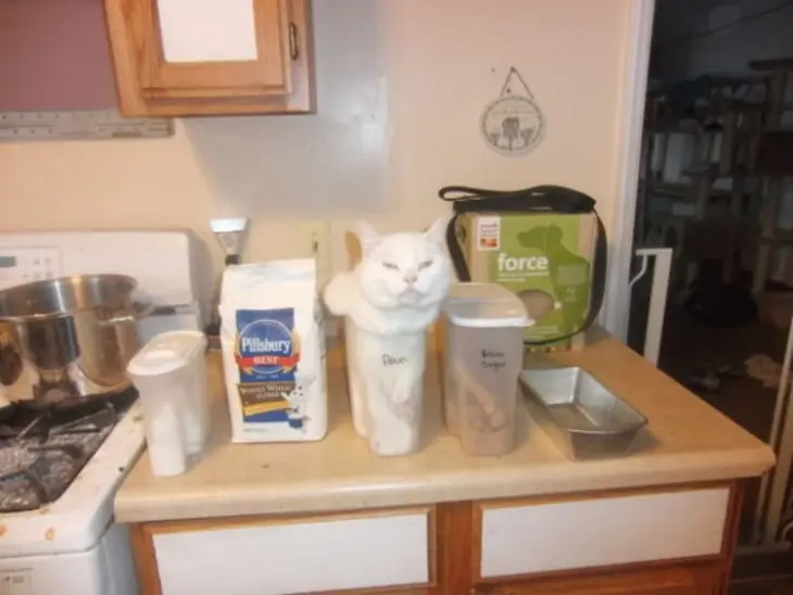 gato gato