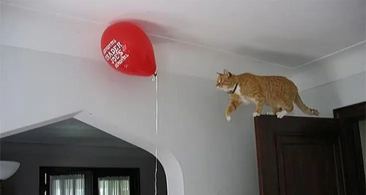 humor gatos humor gatos
