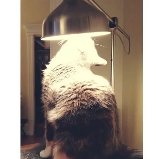 logica de gato logica de gato