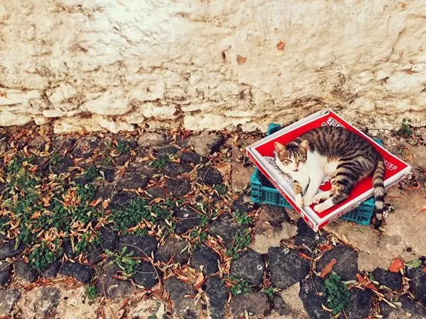 20 Divertidas imágenes que muestran la lógica de los gatos