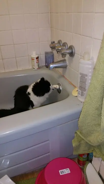 gatos gatos