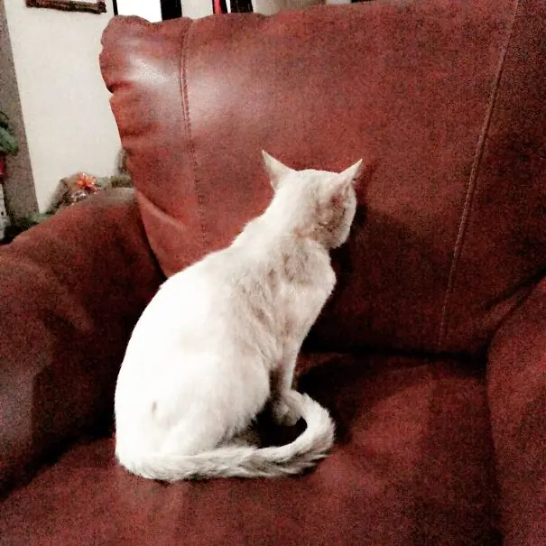 gato gato