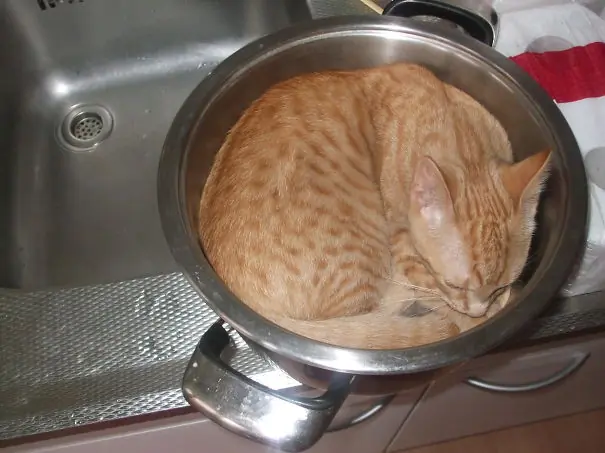 gatitos gatitos
