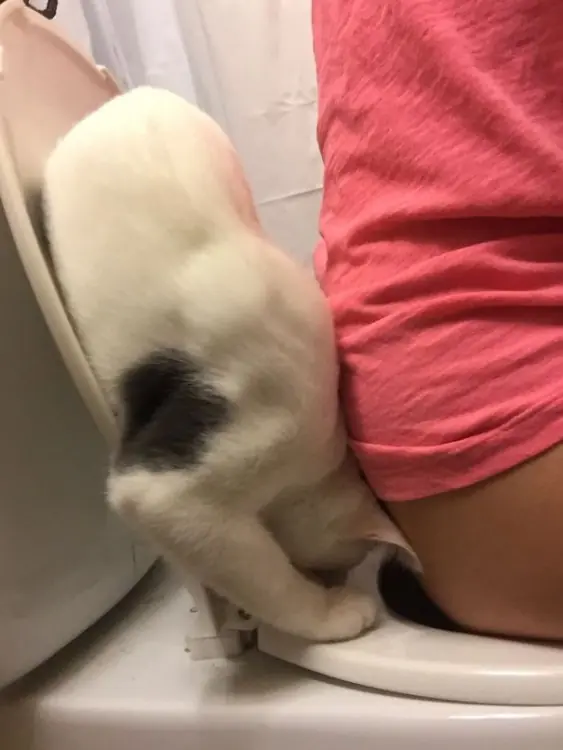 gatos gatos
