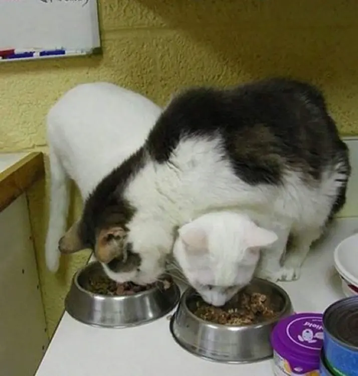 gatitos gatitos