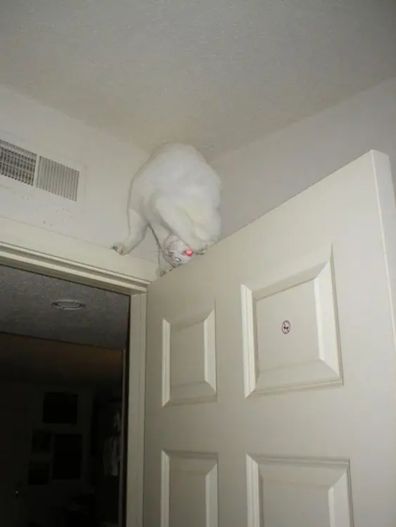 logica de gato logica de gato