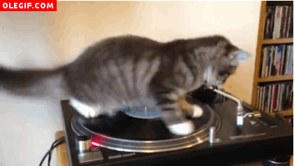 ¿Por qué los gatos caen siempre de pie?