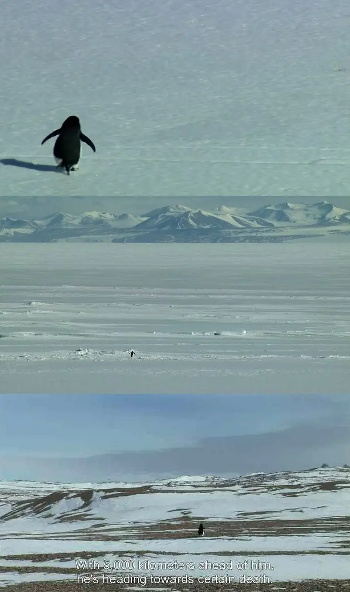 Gifs