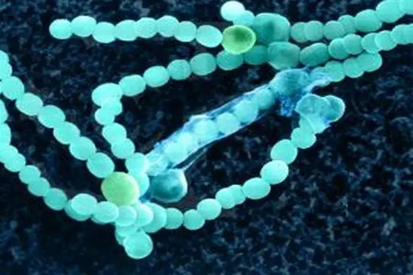 Las bacterias que "ven"