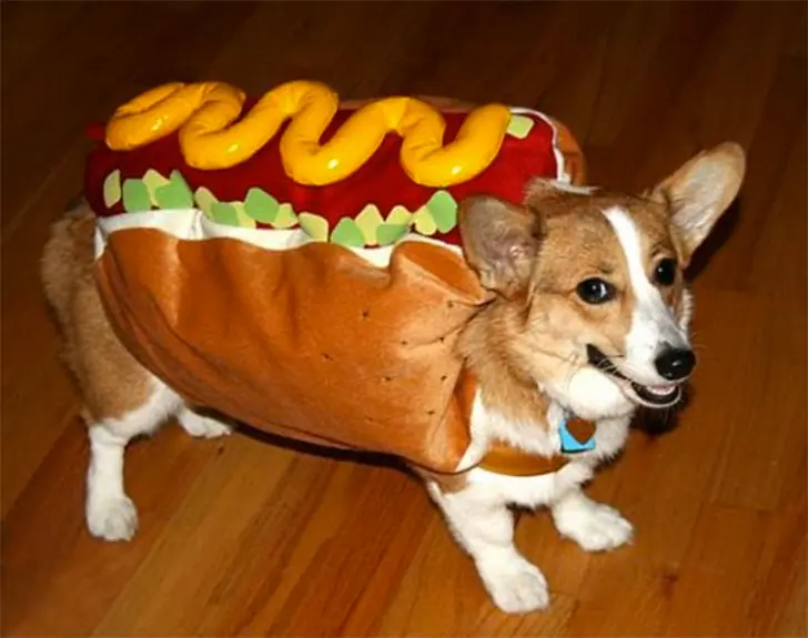 hot dog