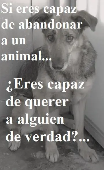 quizàs no conoces a tu perro