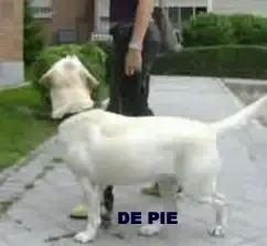 mascotas
