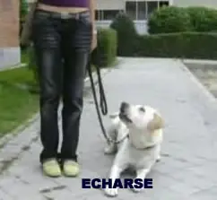 Animales