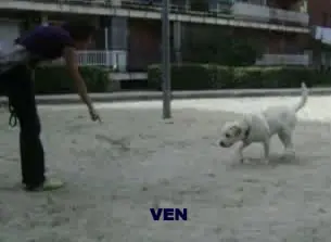 quizàs no conoces a tu perro