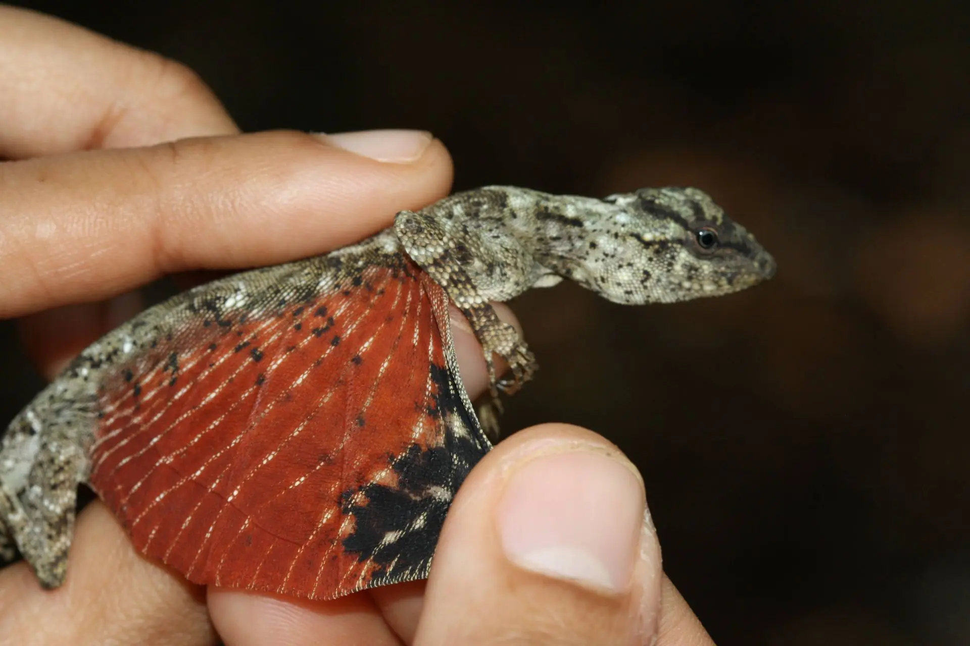 draco volans