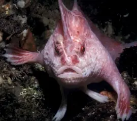 ¿Qué es esta extraña criatura descubierta en el caribe?