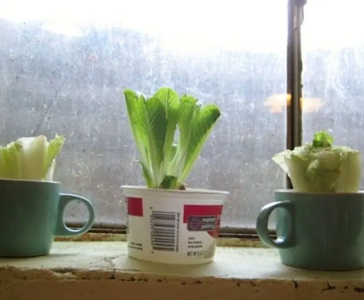 Como Rebrotar Una Lechuga Sin Semilla
