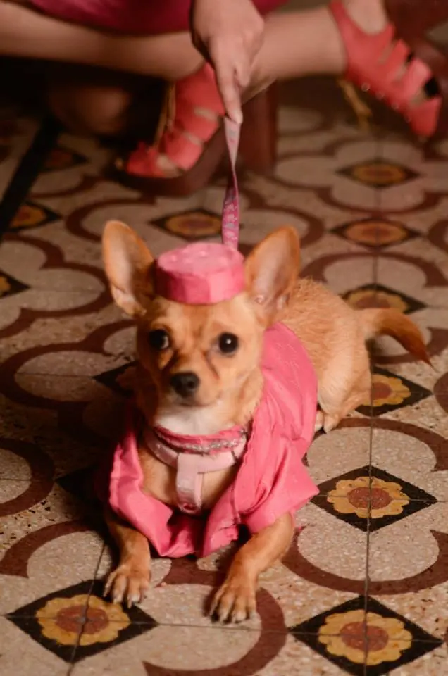 cosplay mascotas cosplay mascotas