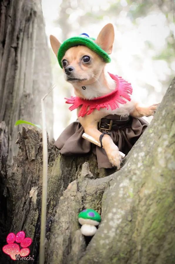 chihuahua chihuahua