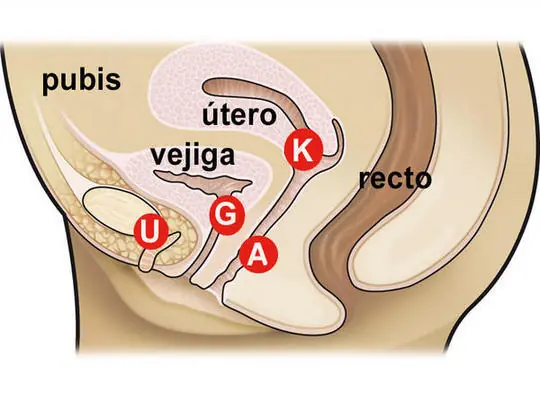 vagina