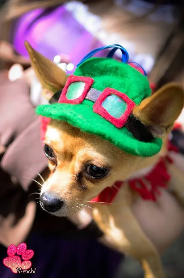 Conocé a Menchi Cosplay (Chihuahua)
