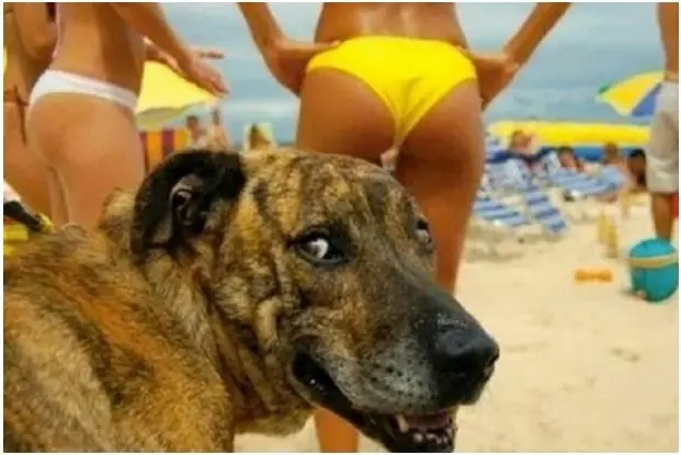 ¿Por qué los perros huelen nuestra entrepierna?