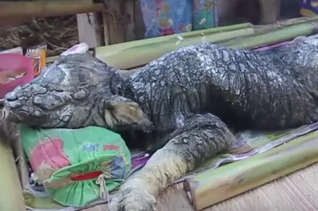 Criatura mitad búfalo mitad cocodrilo nacida en Tailandia
