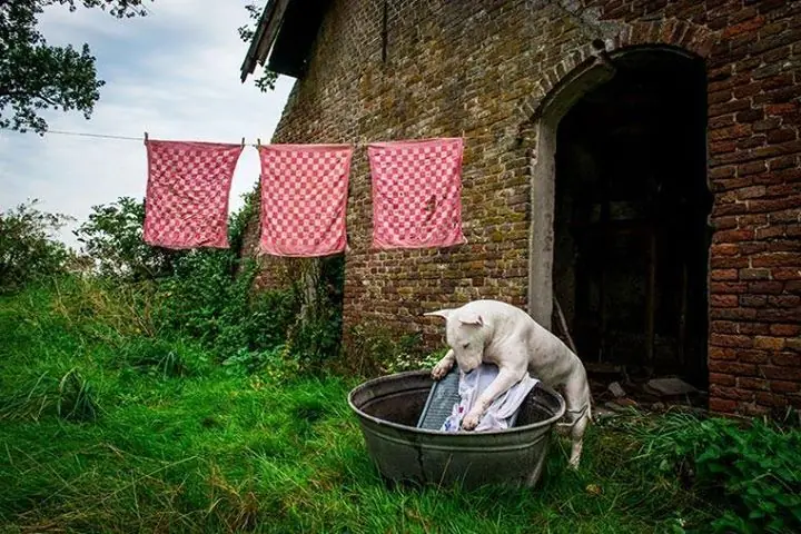 bull terrier bull terrier