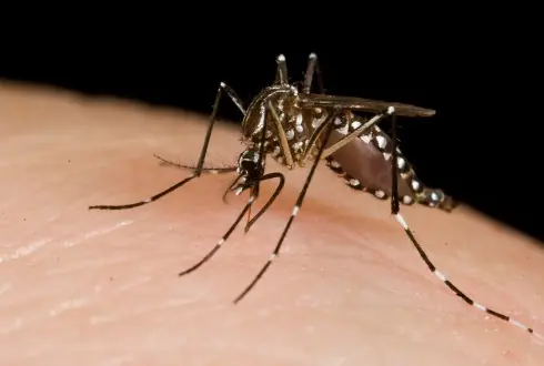 virus zika virus zika