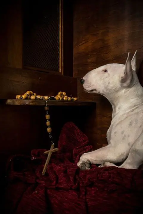 bull terrier bull terrier