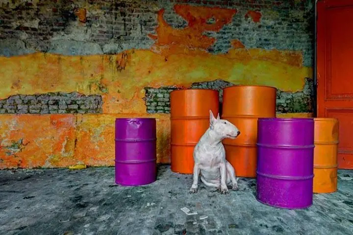 bull terrier bull terrier