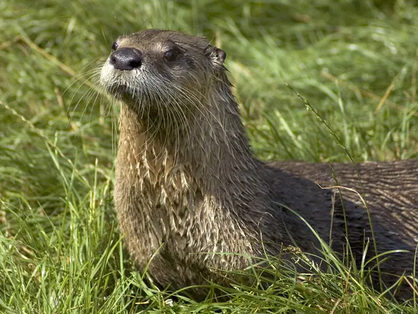 nutria