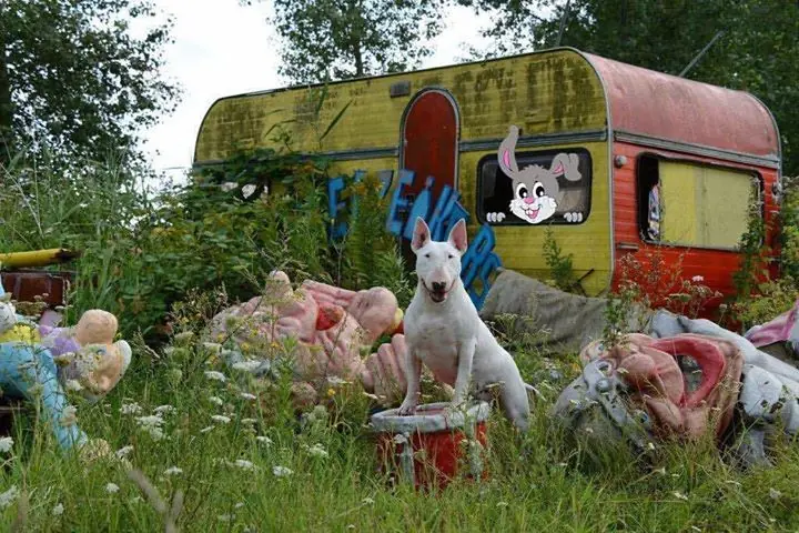 Fotógrafo recorre Europa fotografiando a su Bull Terrier Fotógrafo recorre Europa fotografiando a su Bull Terrier