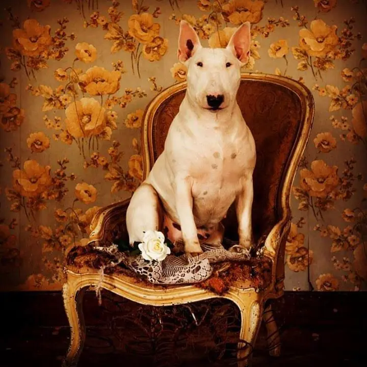 Fotógrafo recorre Europa fotografiando a su Bull Terrier Fotógrafo recorre Europa fotografiando a su Bull Terrier
