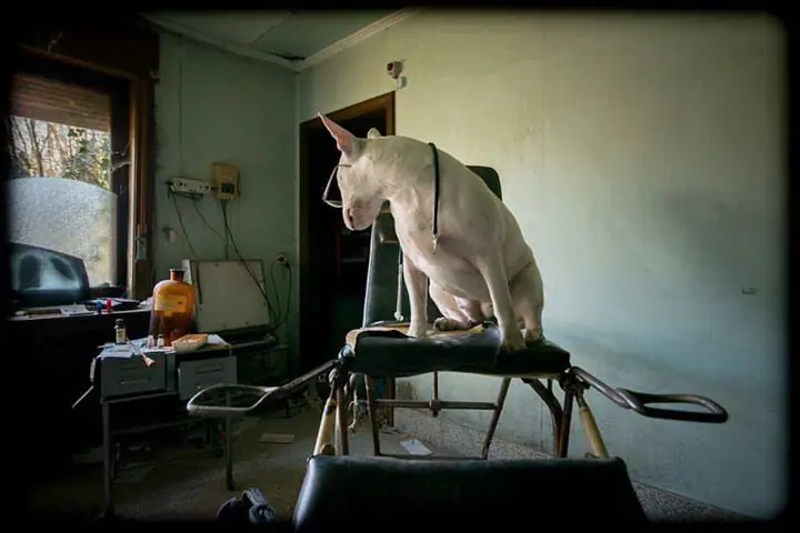 Fotógrafo recorre Europa fotografiando a su Bull Terrier Fotógrafo recorre Europa fotografiando a su Bull Terrier