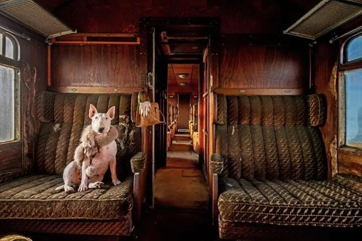 bull terrier bull terrier