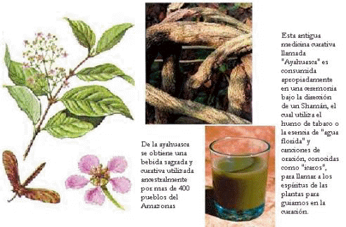 Ayahuasca la Planta maestra