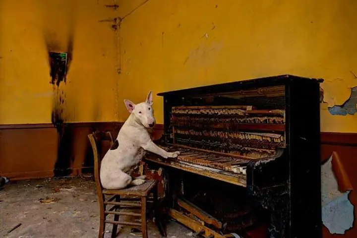 bull terrier bull terrier