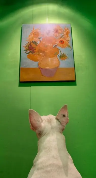 art art