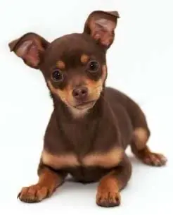 El perrito Mexicano!!