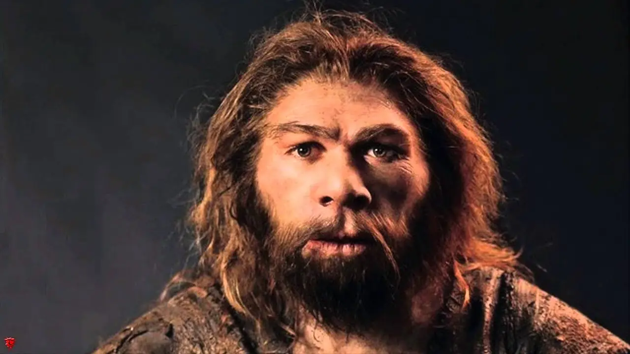 homo erectus