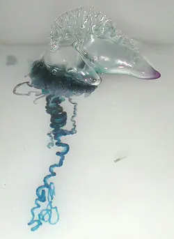 dragon azul