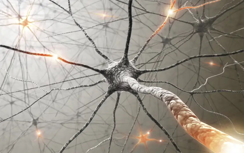 El cerebro no envejece