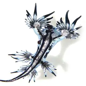 glaucus