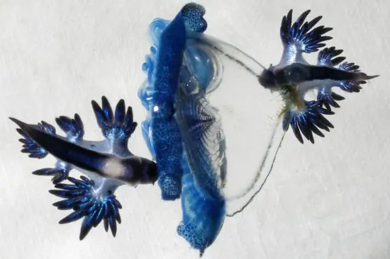 Queres saber algo raro? conoce a los glaucus atlanticus