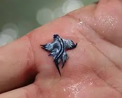 Queres saber algo raro? conoce a los glaucus atlanticus
