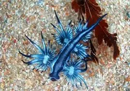 Queres saber algo raro? conoce a los glaucus atlanticus