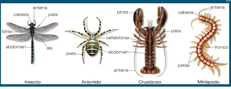 El Crustáceo Extinto de los Enormes Ojos. Dollocaris El Crustáceo Extinto de los Enormes Ojos. Dollocaris